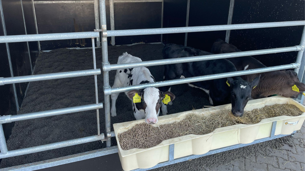 Kalfjes Bergkorrel Pro