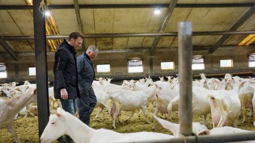 Tijmen Verkuil Geitenfarm hoeve Zomerlust