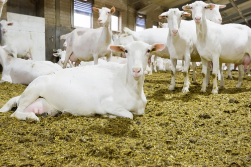 Tijmen Verkuil Geitenfarm hoeve Zomerlust