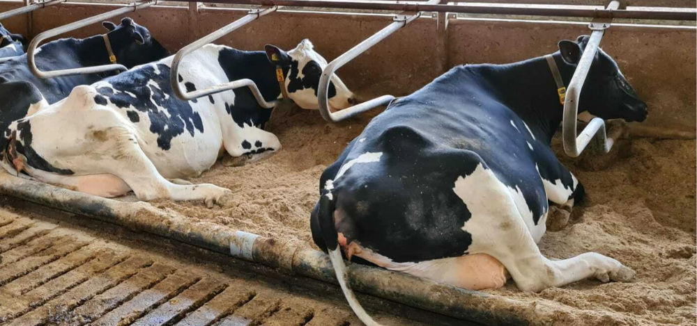 Koe ligt in diepstsrooisel box