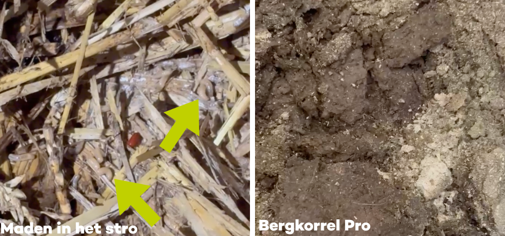 Verschil kalverhok met stro en bergkorrel pro