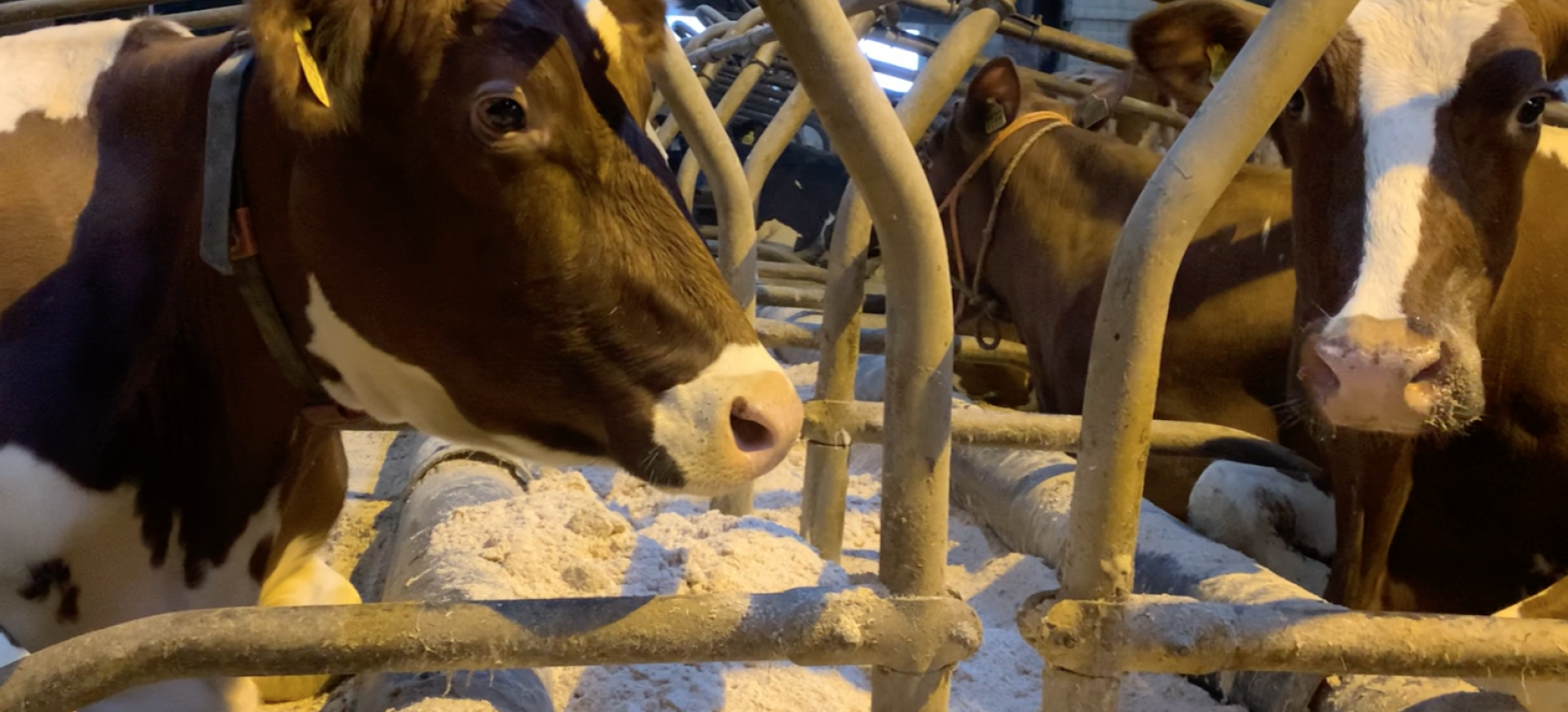 HygieneFX | in praktijk 1 | Berg Fourage