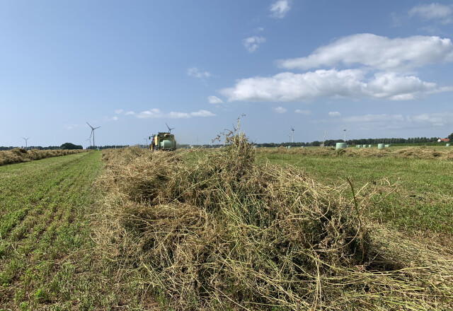 Zongedroogde luzerne voor extra eiwit | Berg Fourage