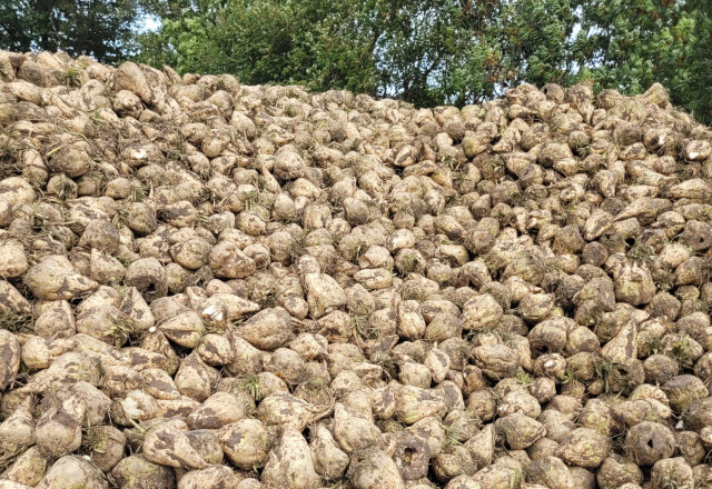 Biologische voederbieten van NL bodem | Berg Fourage