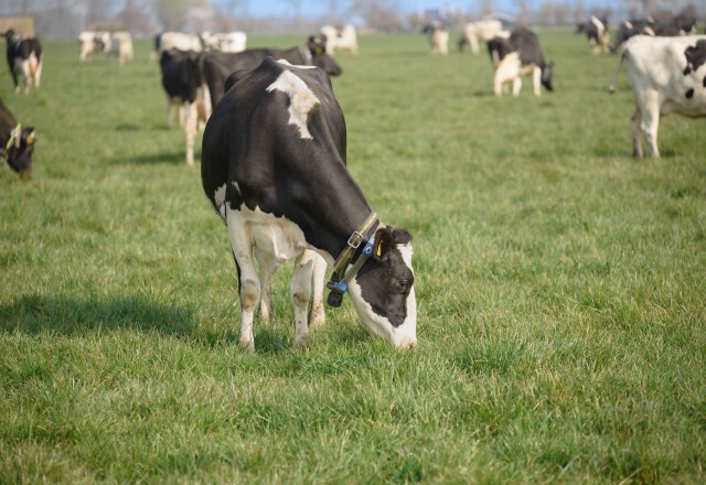 Eiwit beter benutten | Berg Benuttingsmix