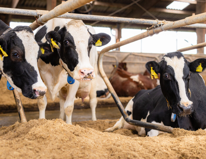 Richard Pater in gesprek met Melkvee.nl artikel